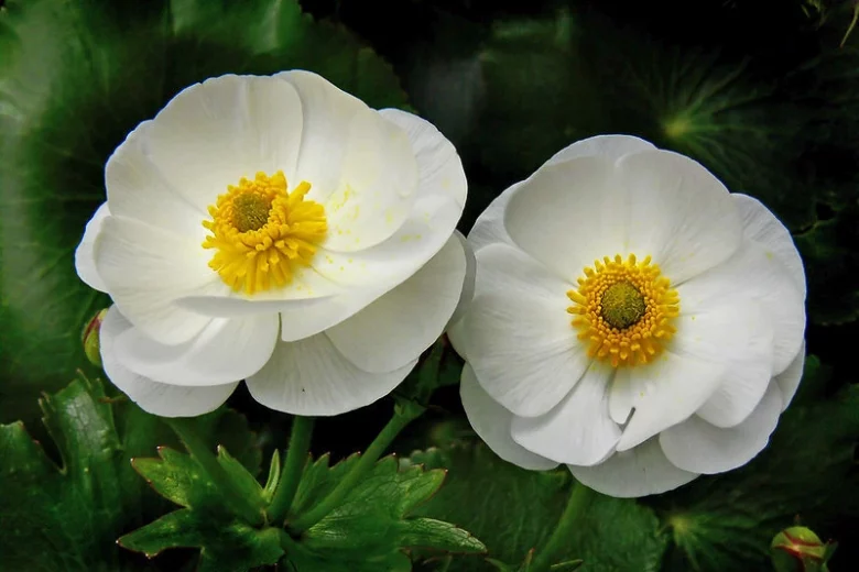 Ranunculus lyallii, Giant Buttercup, Mountain Buttercup, Mount Cook Buttercup, Mount Cook Lily, White Flowers, New Zealand Native