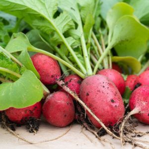 Raphanus sativus, Radish, Radishes, Common Radish, Garden Radish