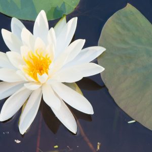 Native Plants, Native Perennials, Native Aquatic Plants, Florida Native Plant, Florida Native Perennials, Florida Native Aquatic Plants