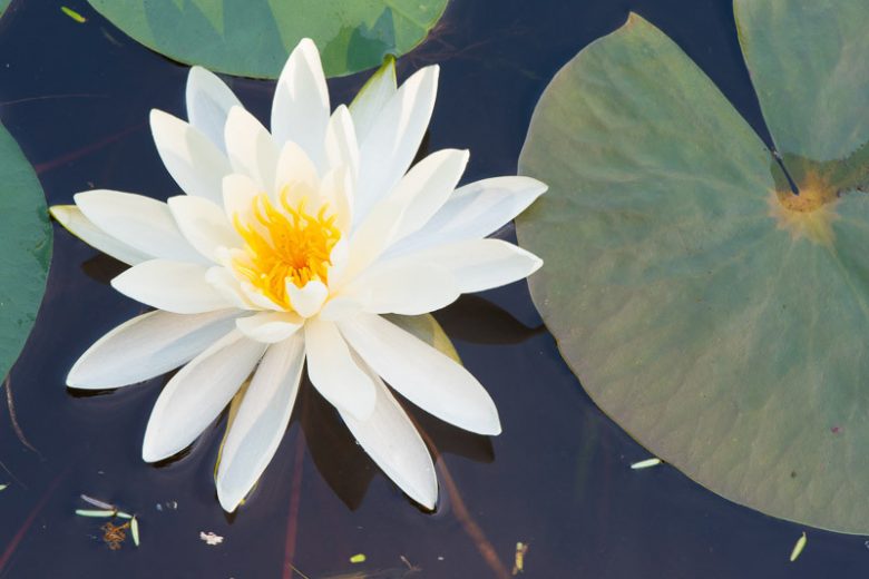Native Plants, Native Perennials, Native Aquatic Plants, Florida Native Plant, Florida Native Perennials, Florida Native Aquatic Plants