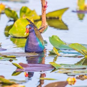 Native Plants, Native Perennials, Native Aquatic Plants, Florida Native Plant, Florida Native Perennials, Florida Native Aquatic Plants