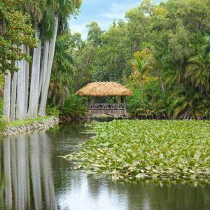 Native Plants, Native Perennials, Native Aquatic Plants, Florida Native Plant, Florida Native Perennials, Florida Native Aquatic Plants