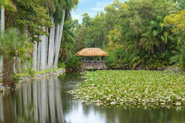 Native Plants, Native Perennials, Native Aquatic Plants, Florida Native Plant, Florida Native Perennials, Florida Native Aquatic Plants