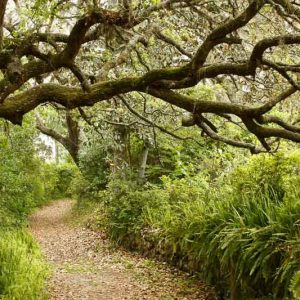 Native Plants, Native Perennials, Native Ferns, Florida Native Plant, Florida Native Perennials, Florida Native Ferns