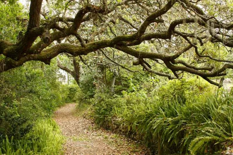 Native Plants, Native Perennials, Native Ferns, Florida Native Plant, Florida Native Perennials, Florida Native Ferns