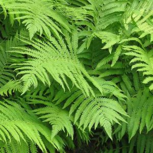 Native Plants, Native Perennials, Native Ferns, Virginia Native Plant, Virginia Native Perennials, Virginia Native Ferns, Shade Perennials, Shade Ferns
