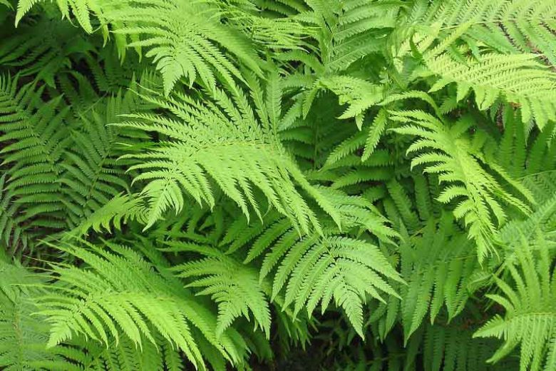 Native Plants, Native Perennials, Native Ferns, Virginia Native Plant, Virginia Native Perennials, Virginia Native Ferns, Shade Perennials, Shade Ferns