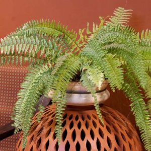 Native Plants, Native Perennials, Native Ferns, Florida Native Plant, Florida Native Perennials, Florida Native Ferns