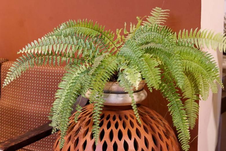 Native Plants, Native Perennials, Native Ferns, Florida Native Plant, Florida Native Perennials, Florida Native Ferns
