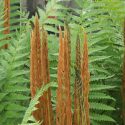 Native Plants, Native Perennials, Native Ferns, Virginia Native Plant, Virginia Native Perennials, Virginia Native Ferns, Shade Perennials, Shade Ferns