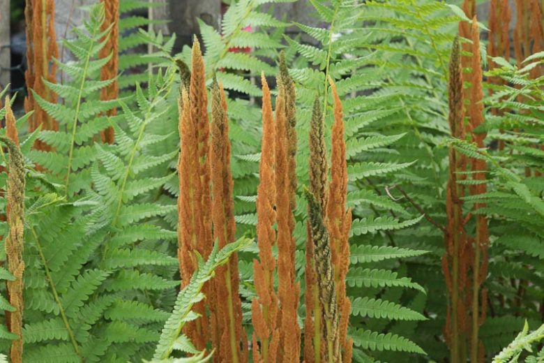 Native Plants, Native Perennials, Native Ferns, Virginia Native Plant, Virginia Native Perennials, Virginia Native Ferns, Shade Perennials, Shade Ferns