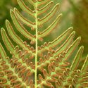 Native Plants, Native Perennials, Native Ferns, Virginia Native Plant, Virginia Native Perennials, Virginia Native Ferns, Shade Perennials, Shade Ferns