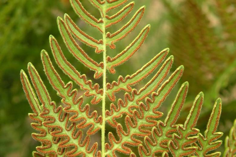 Native Plants, Native Perennials, Native Ferns, Virginia Native Plant, Virginia Native Perennials, Virginia Native Ferns, Shade Perennials, Shade Ferns