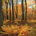Native Plants, Native Perennials, Native Ferns, Virginia Native Plant, Virginia Native Perennials, Virginia Native Ferns, Shade Perennials, Shade Ferns