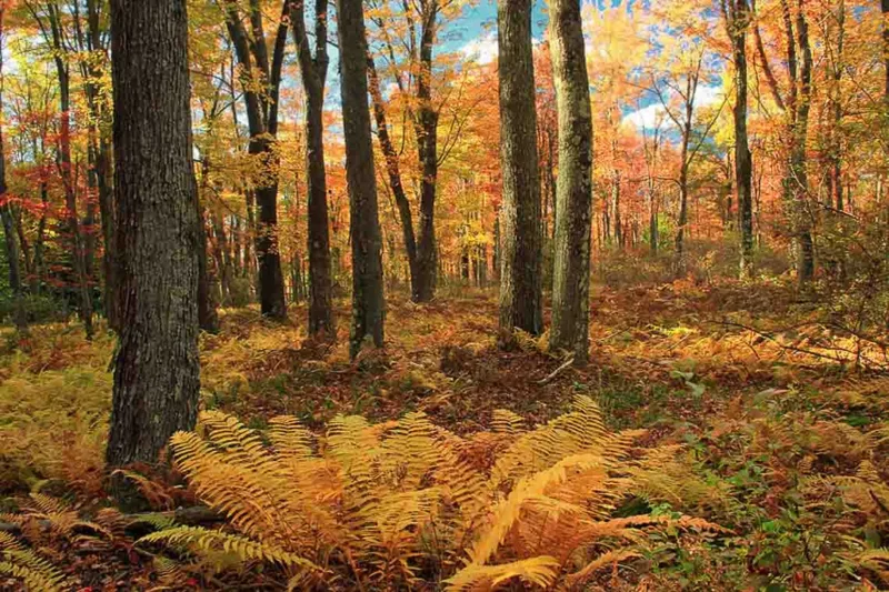 Native Plants, Native Perennials, Native Ferns, Virginia Native Plant, Virginia Native Perennials, Virginia Native Ferns, Shade Perennials, Shade Ferns