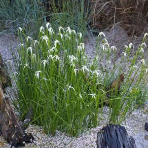 Native Plants, Native Perennials, Native Grasses, Florida Native Plant, Florida Native Perennials, Florida Native Grasses