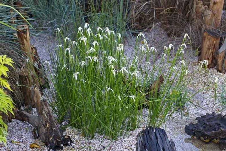 Native Plants, Native Perennials, Native Grasses, Florida Native Plant, Florida Native Perennials, Florida Native Grasses