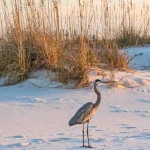 Native Plants, Native Perennials, Native Grasses, Florida Native Plant, Florida Native Perennials, Florida Native Grasses