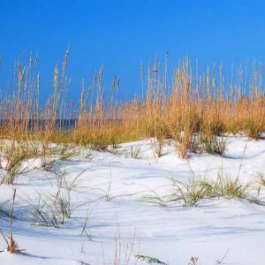 Native Plants, Native Perennials, Native Grasses, Florida Native Plant, Florida Native Perennials, Florida Native Grasses