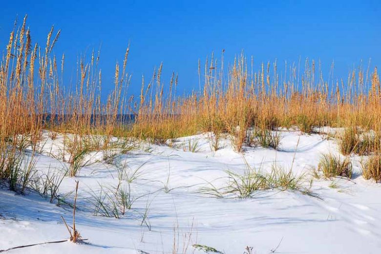 Native Plants, Native Perennials, Native Grasses, Florida Native Plant, Florida Native Perennials, Florida Native Grasses