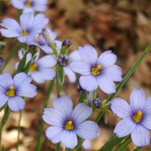 Native Plants, Native Perennials, Native Vines, Florida Native Plant, Florida Native Perennials, Florida Native Vines