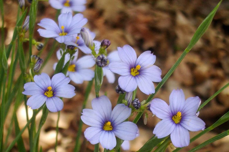 Native Plants, Native Perennials, Native Vines, Florida Native Plant, Florida Native Perennials, Florida Native Vines