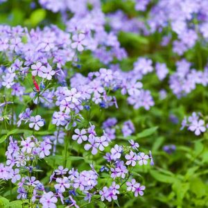 Native Plants, Native Perennials, Native Vines, Florida Native Plant, Florida Native Perennials, Florida Native Vines