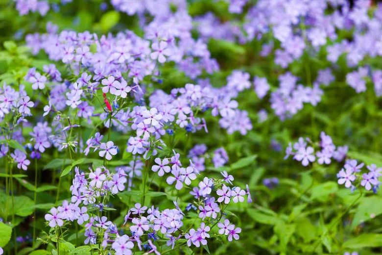 Native Plants, Native Perennials, Native Vines, Florida Native Plant, Florida Native Perennials, Florida Native Vines