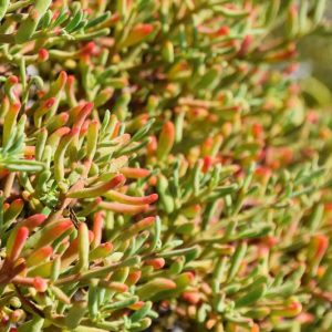 Native Plants, Native Perennials, Native Vines, Florida Native Plant, Florida Native Perennials, Florida Native Vines