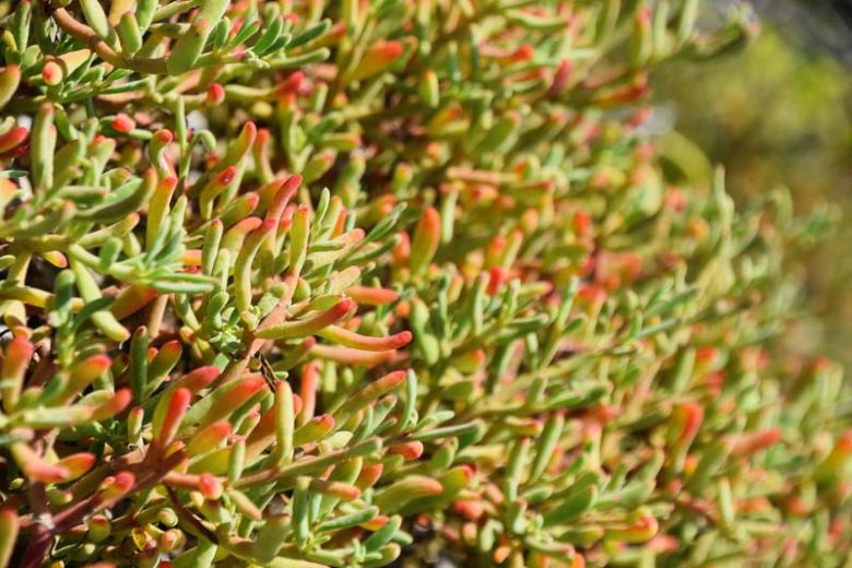 Native Plants, Native Perennials, Native Vines, Florida Native Plant, Florida Native Perennials, Florida Native Vines