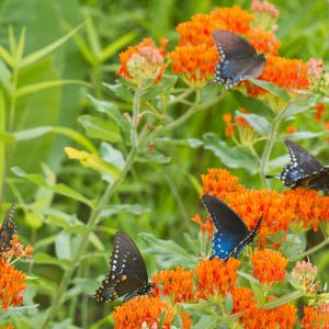 Native Plants, Native Perennials, Native Annuals, Alabama Native Plant, Alabama Native Perennials, Alabama Native Annuals