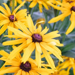 Native Plants, Native Perennials, Native Annuals, North Carolina Native Plant, North Carolina Native Perennials, North Carolina Native Annuals, Fun Perennials, Sun Annuals