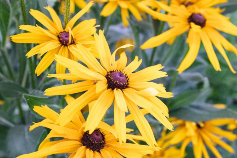 Native Plants, Native Perennials, Native Annuals, North Carolina Native Plant, North Carolina Native Perennials, North Carolina Native Annuals, Fun Perennials, Sun Annuals