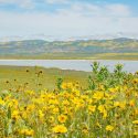 Native Plants, Native Annuals,  California Native Plant, California Native Annuals