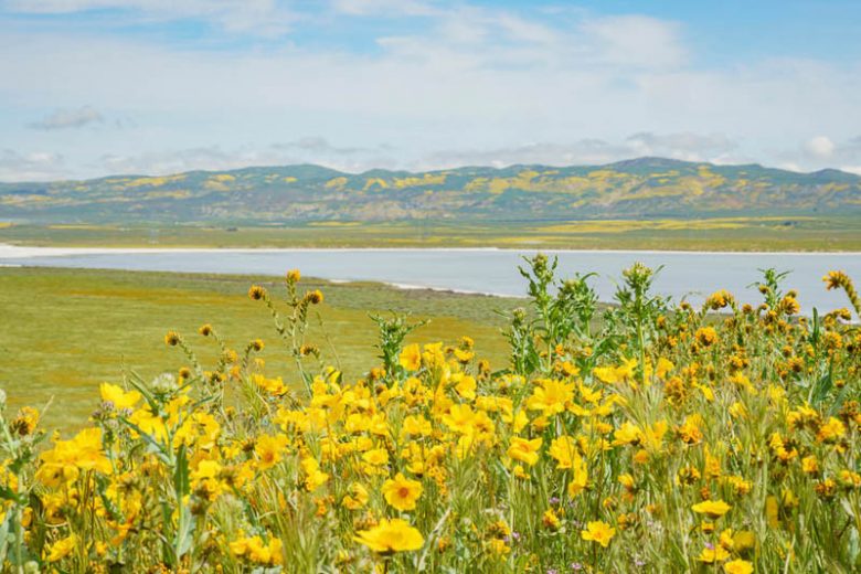 Native Plants, Native Annuals,  California Native Plant, California Native Annuals