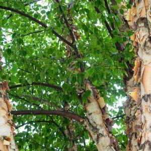 Native Plants, Native Deciduous Trees, Alabama Native Deciduous Trees, Alabama Native Trees