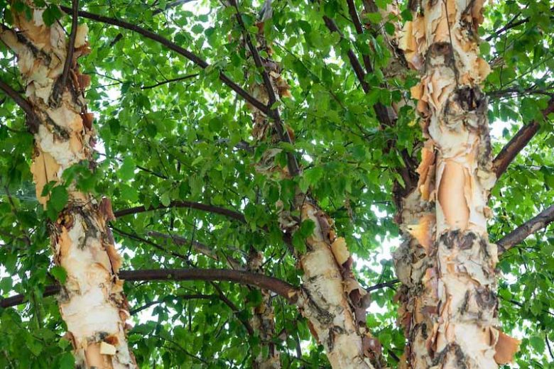Native Plants, Native Deciduous Trees, Alabama Native Deciduous Trees, Alabama Native Trees