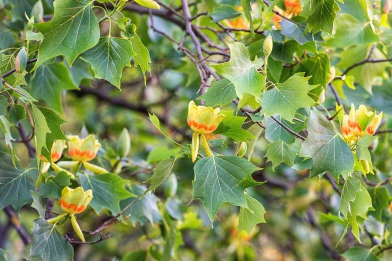Native Plants, Native Deciduous Trees, Georgia Native Deciduous Trees, Georgia Native Trees