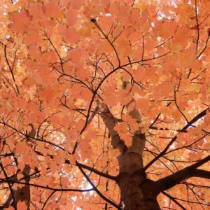 Native Plants, Native Deciduous Trees, North Carolina Native Deciduous Trees,North Carolina Native Trees