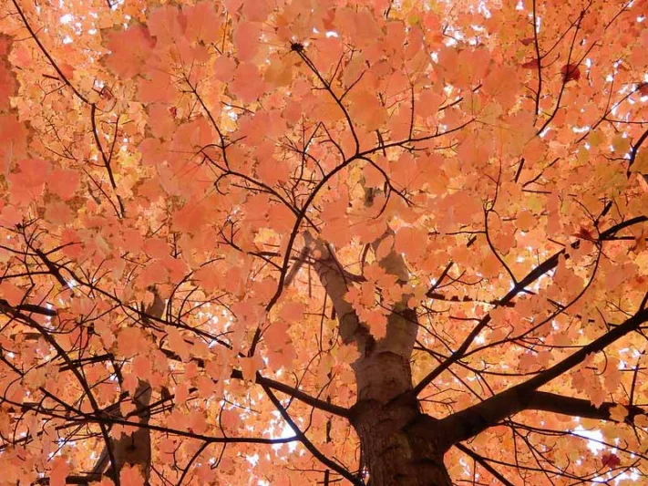 Native Plants, Native Deciduous Trees, North Carolina Native Deciduous Trees,North Carolina Native Trees