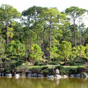 Native Plants, Native Evergreen Trees, Alabama Native Evergreen Trees, Alabama Native Trees