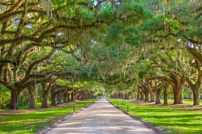 Native Plants, Native Evergreen Trees, South Carolina Native Evergreen Trees, South Carolina Native Trees