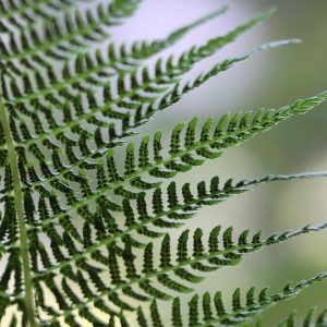 Native Plants, Native Ferns, Georgia Native Ferns, Georgia Native Shade Plants