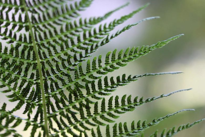 Native Plants, Native Ferns, Georgia Native Ferns, Georgia Native Shade Plants