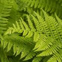 Native Plants, Native Ferns, South Carolina Native Ferns, South Carolina Native Shade Plants