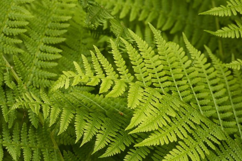 Native Plants, Native Ferns, South Carolina Native Ferns, South Carolina Native Shade Plants