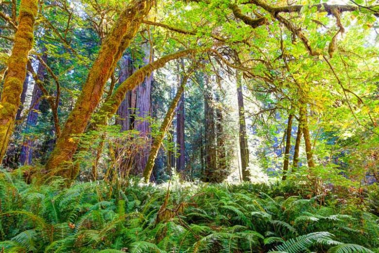Native Plants, Native Ferns, Native Shade Perennials, California Native Plant, California Native Perennials, California Shade Perennials