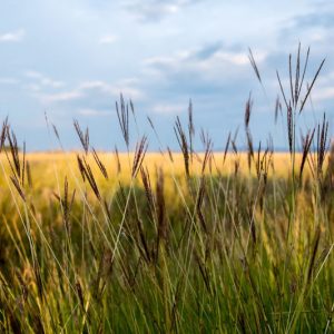 Native Plants, Native Grasses, Alabama Native Grasses, Alabama Native Ornamental Grasses