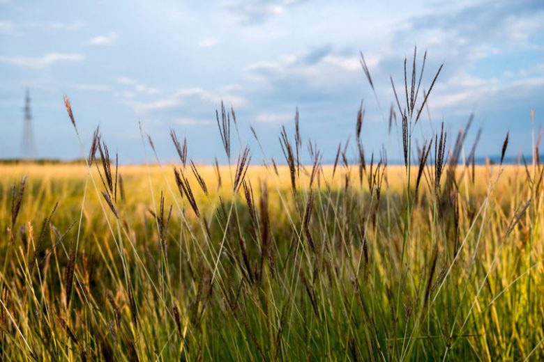 Native Plants, Native Grasses, Alabama Native Grasses, Alabama Native Ornamental Grasses