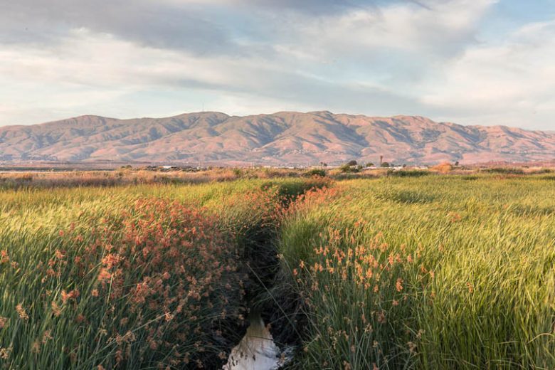 Native Plants, Native Grasses,  California Native Plant, California Native Grasses